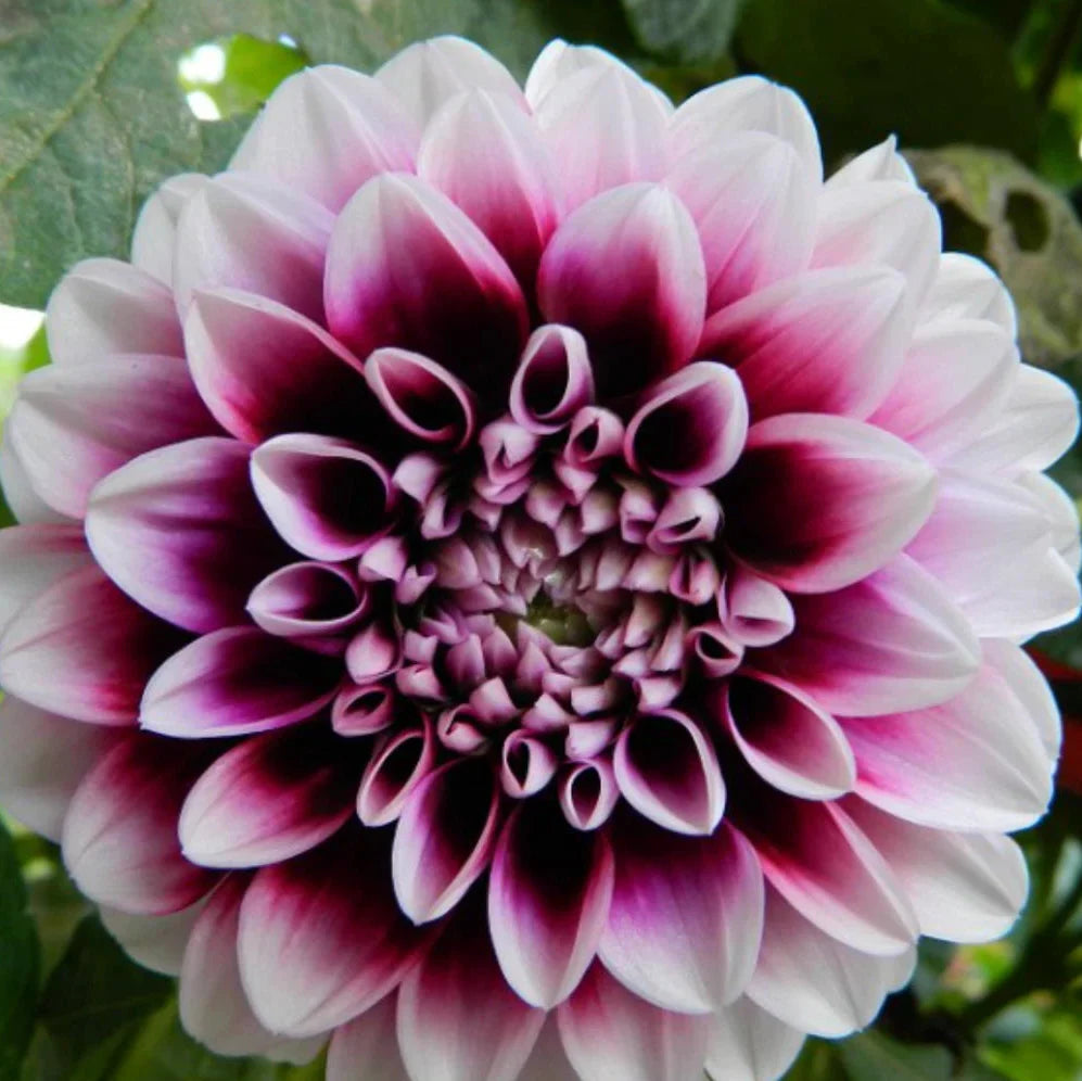b man flower seeds