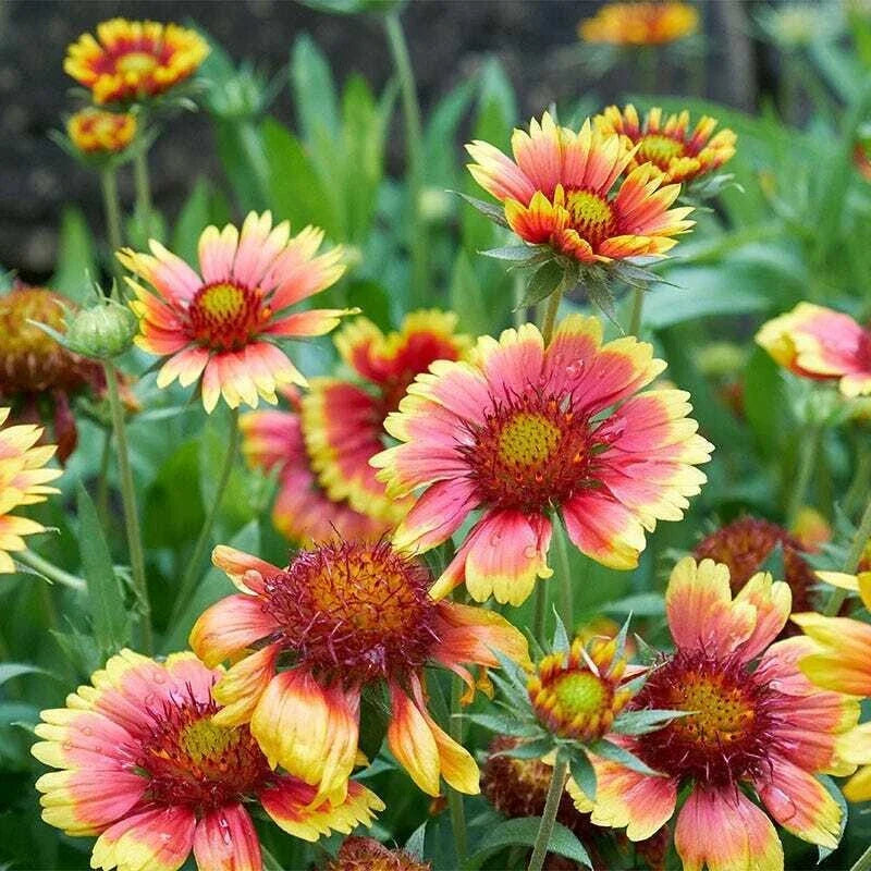 landscaper s flower seeds