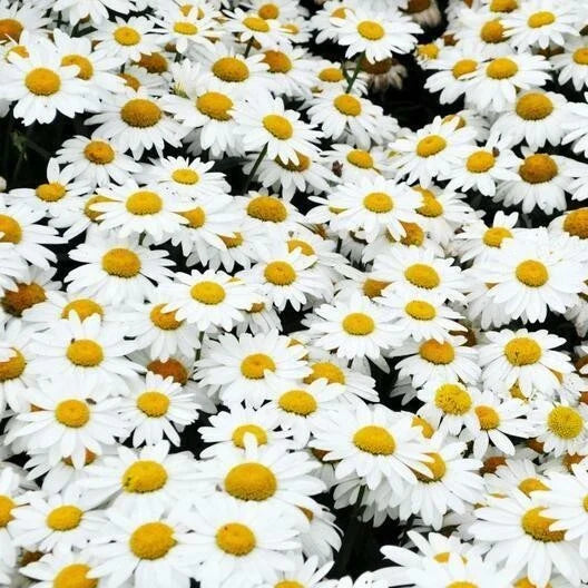 shasta daisy flower seeds