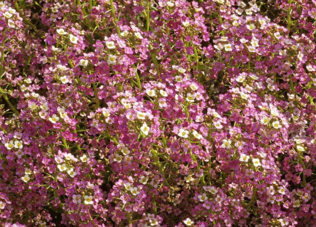 pink sweet flower seeds