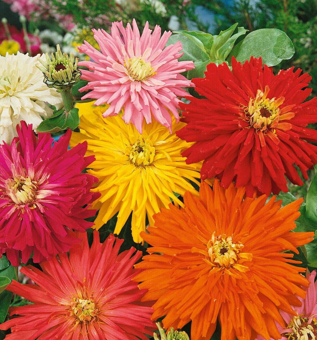 zinnia flower flower seeds