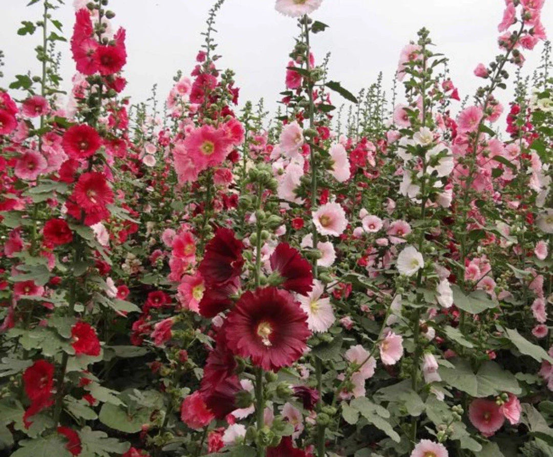 black indian flower seeds