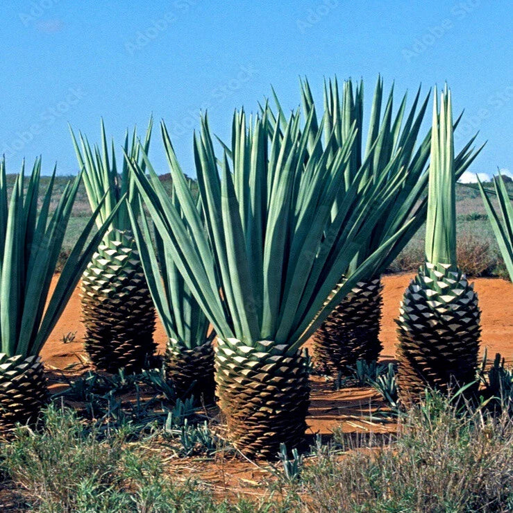 agave sisalana flower seeds
