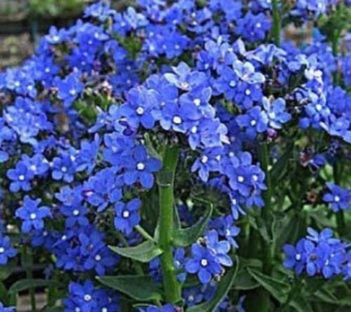 blue italian flower seeds