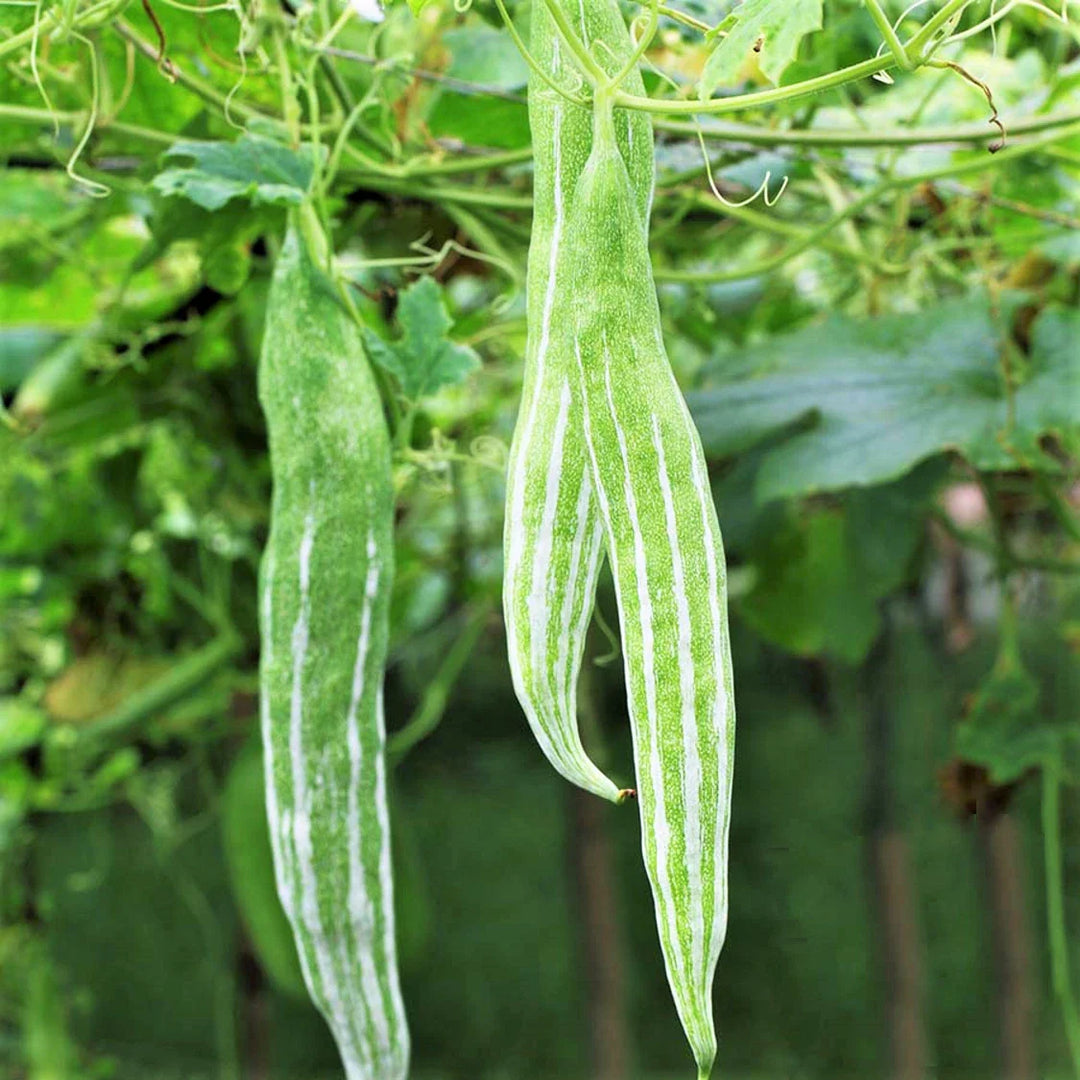 white green flower seeds