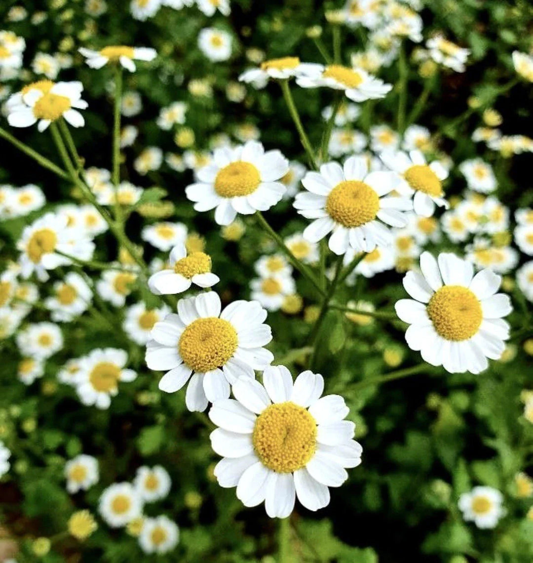 feverfew tanacetum flower seeds