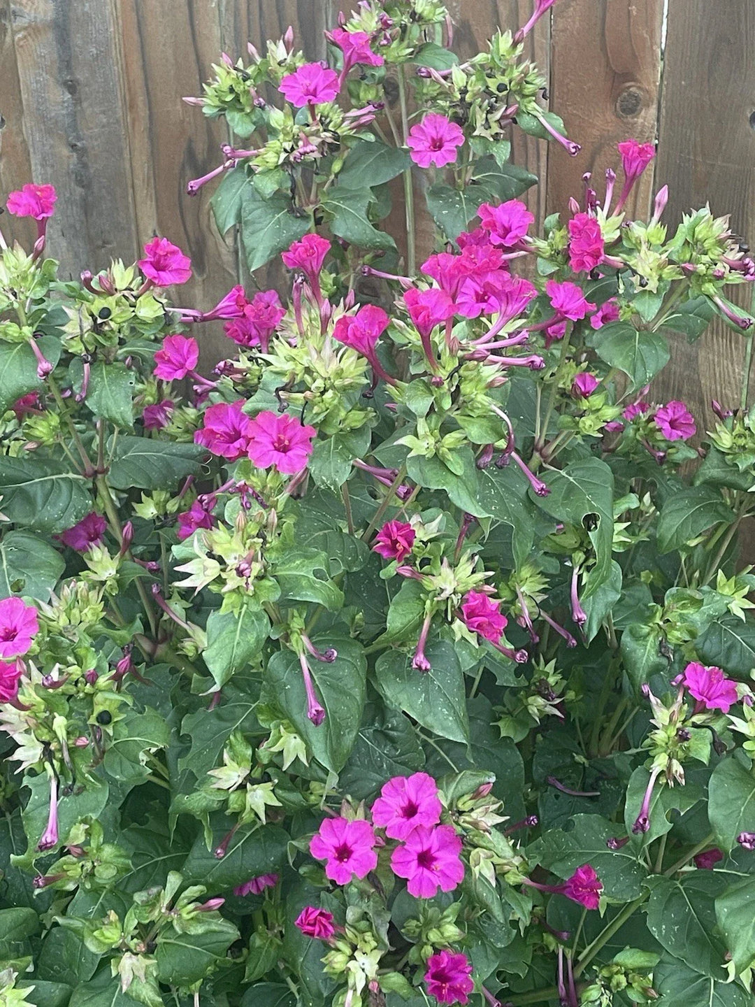 marvel of flower seeds