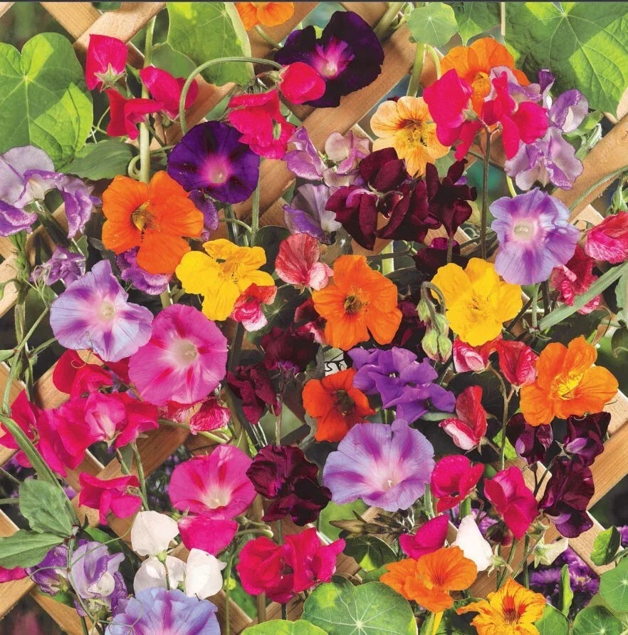 colorful climbers flower seeds