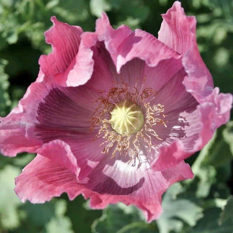 pink poppy flower seeds