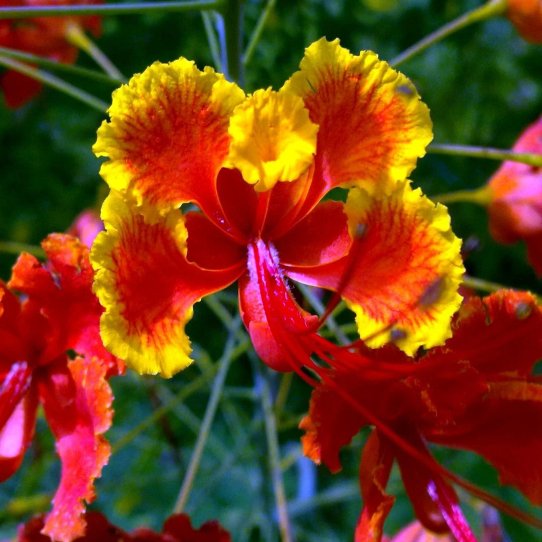 red mexican flower seeds