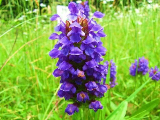 heal all flower seeds