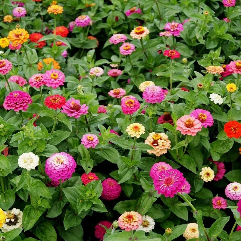pumila mix flower seeds