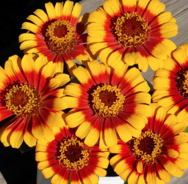 sombrero zinnia flower seeds