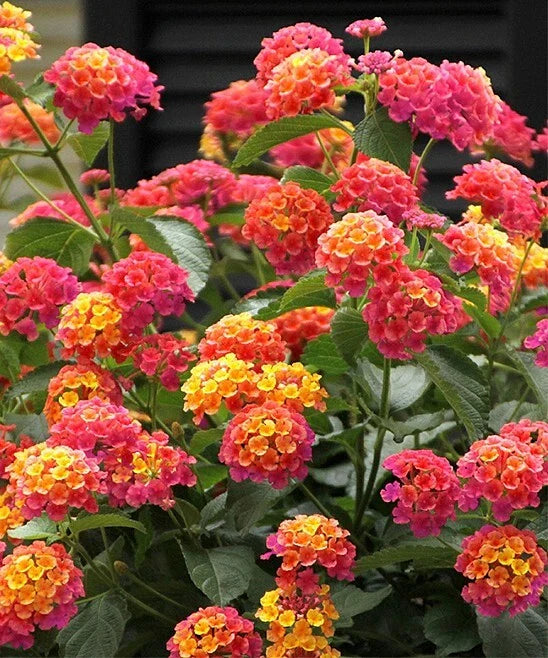 lantana camara flower seeds