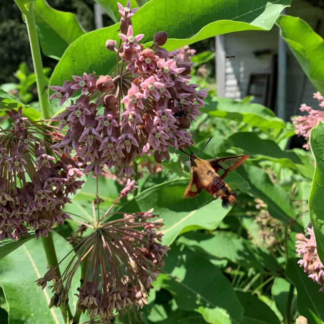 bulk common flower seeds