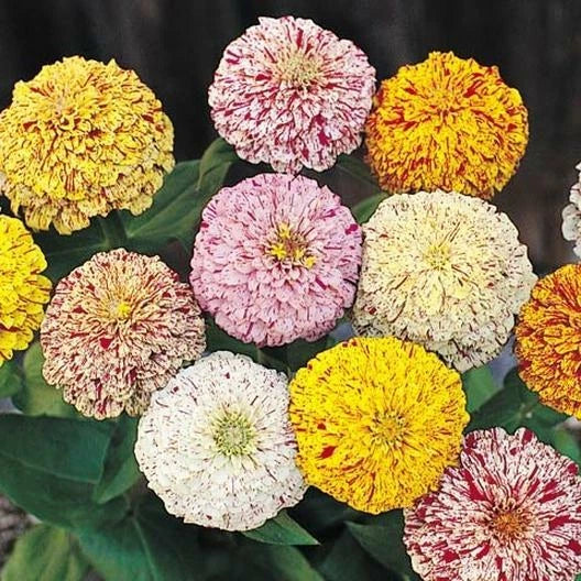 zinnia peppermint flower seeds