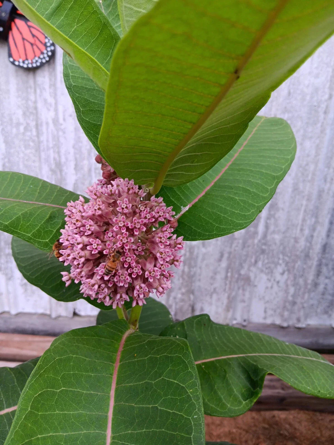 common milkweed flower seeds