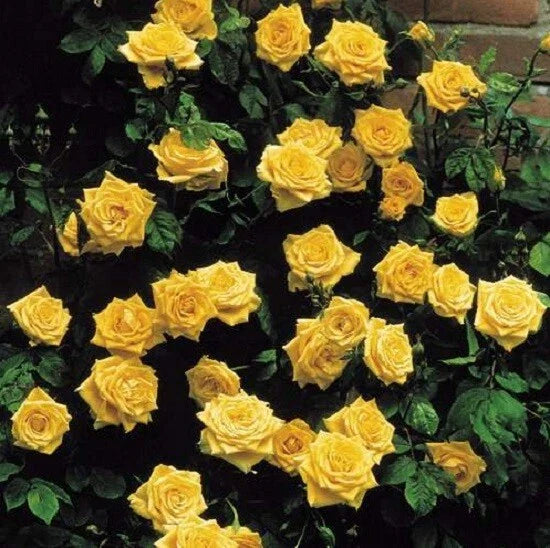 yellow climbing flower seeds