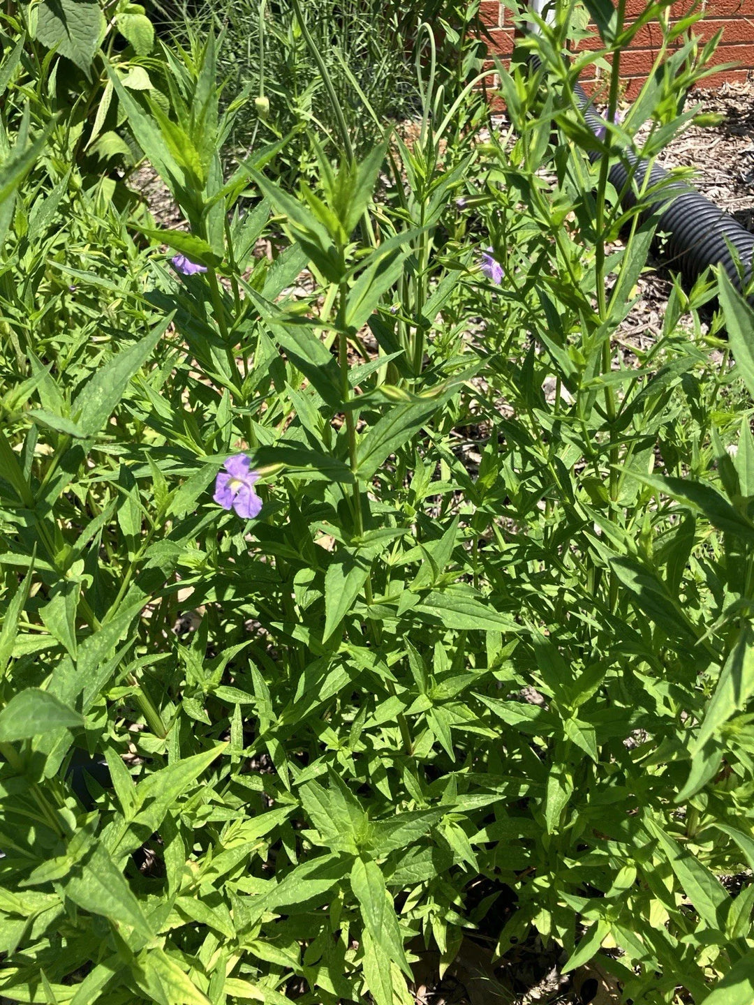 monkey flower flower seeds