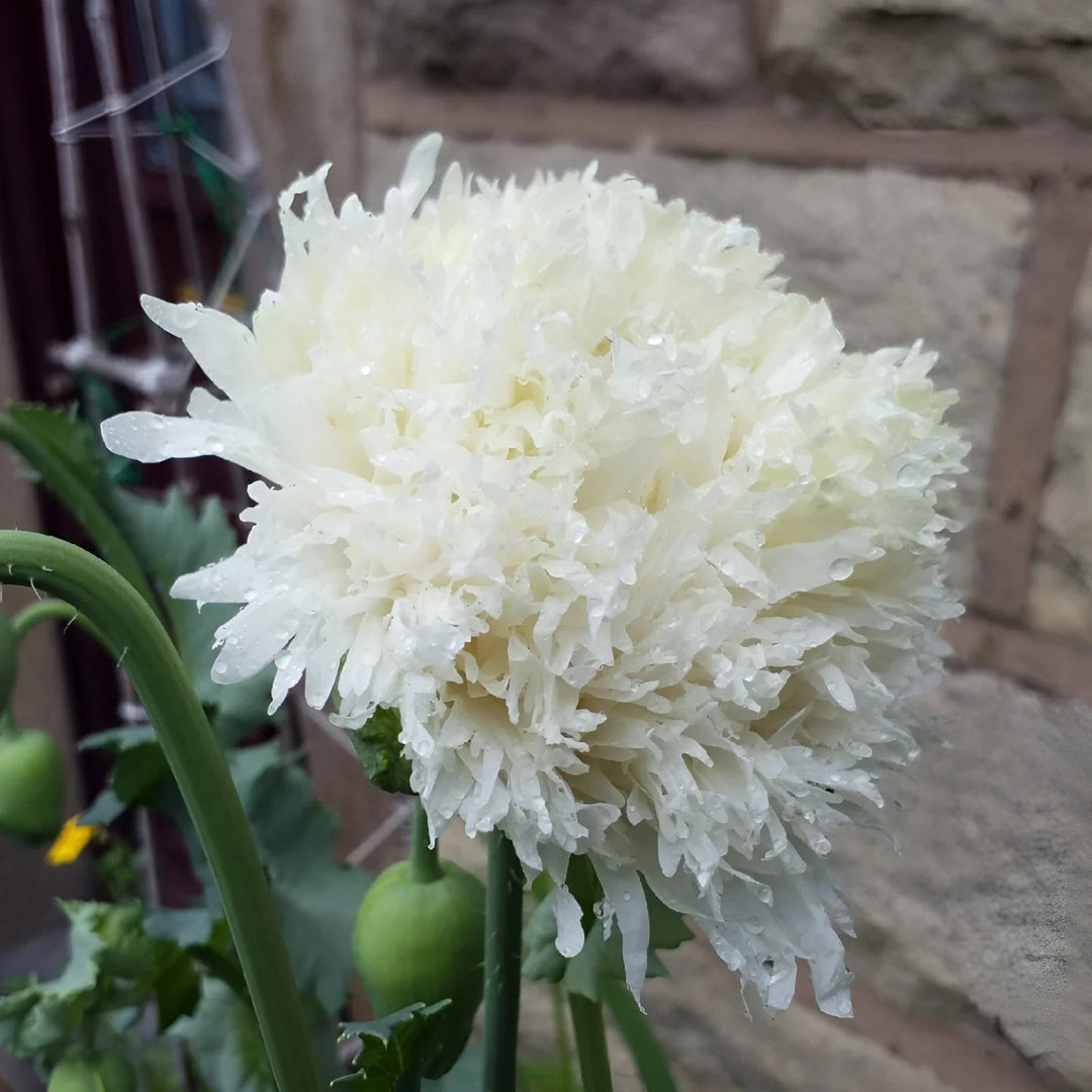 white white flower seeds