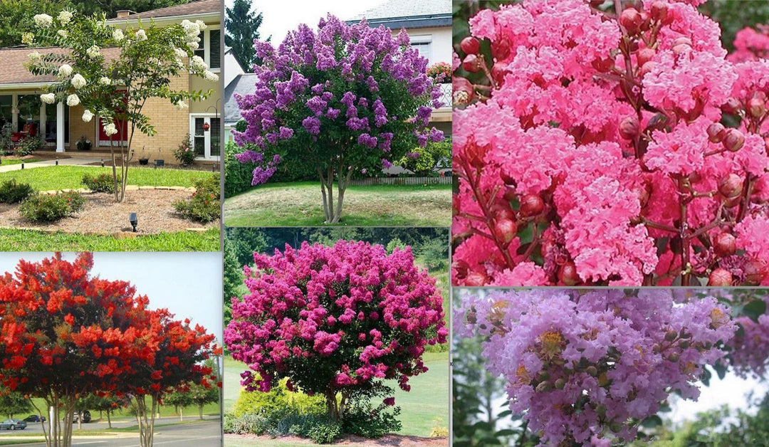 crape crepe flower seeds