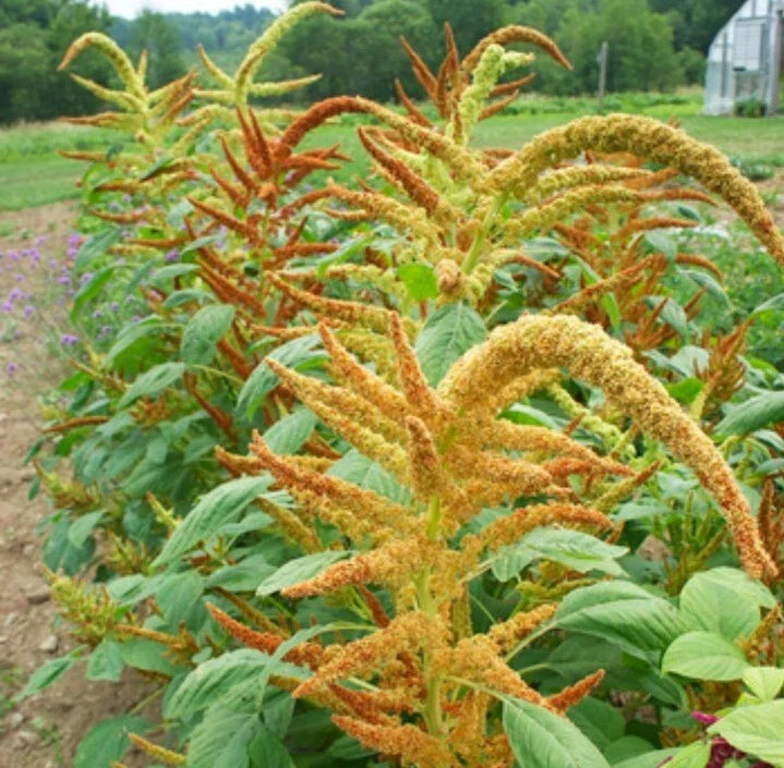 amaranth autumn flower seeds