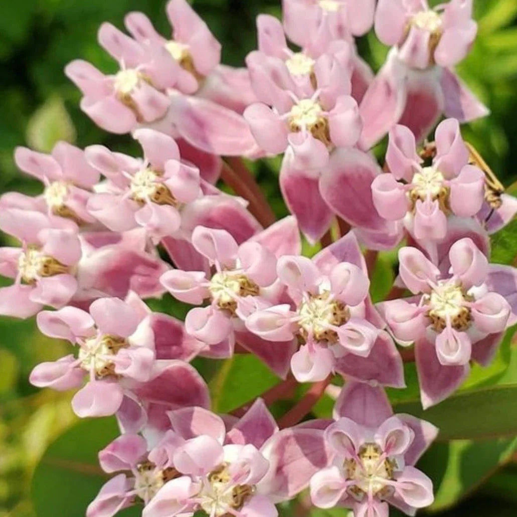 prairie milkweed flower seeds