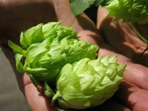 german magnum flower seeds