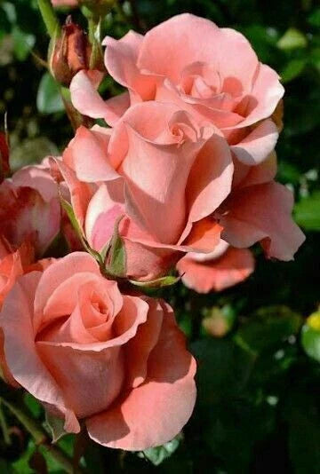 salmon rose flower seeds