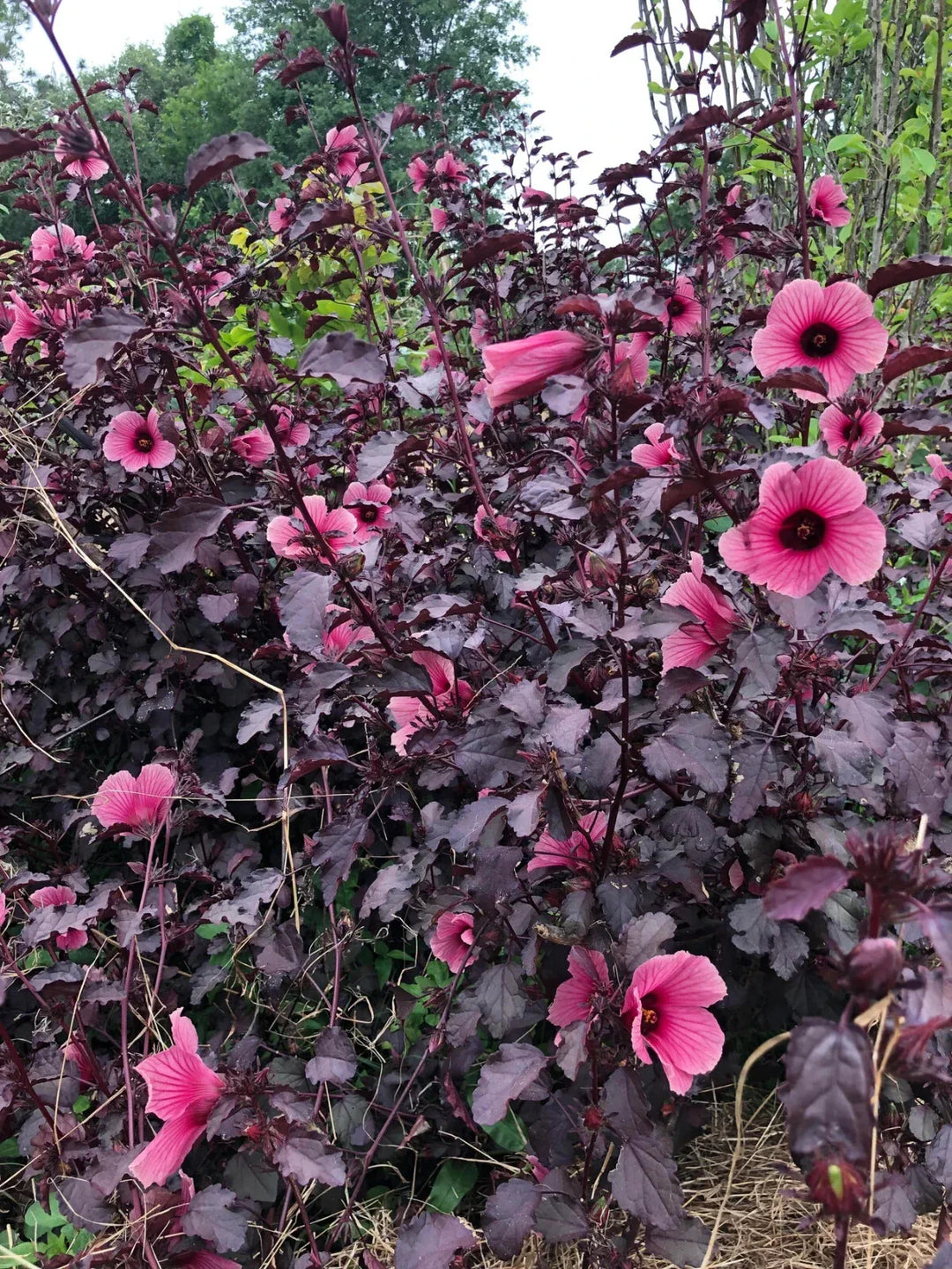 mahogany hibiscus flower seeds