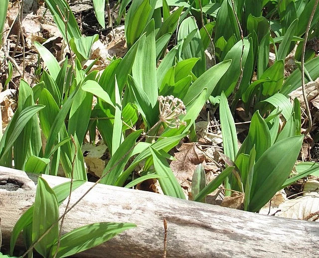 allium tricoccum flower seeds