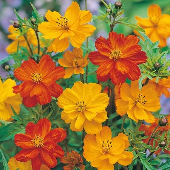 cosmo color flower seeds