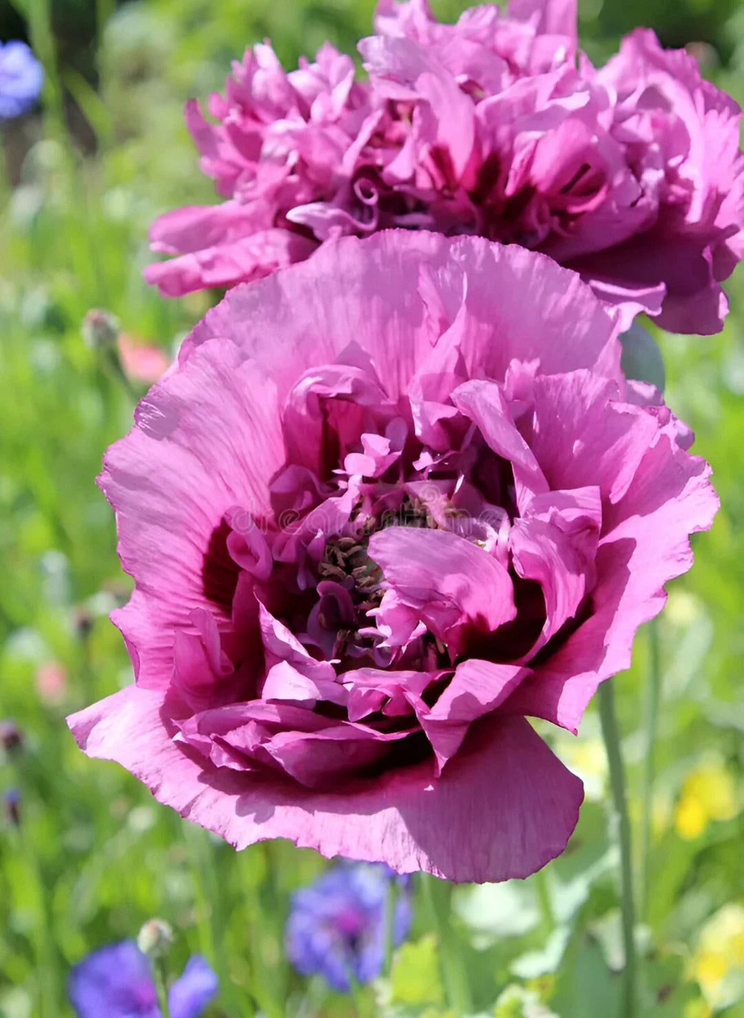 purple violetta flower seeds