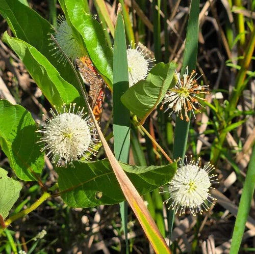 button bush flower seeds