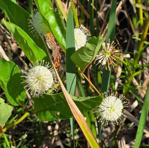 buttonbush cephalanthus flower seeds