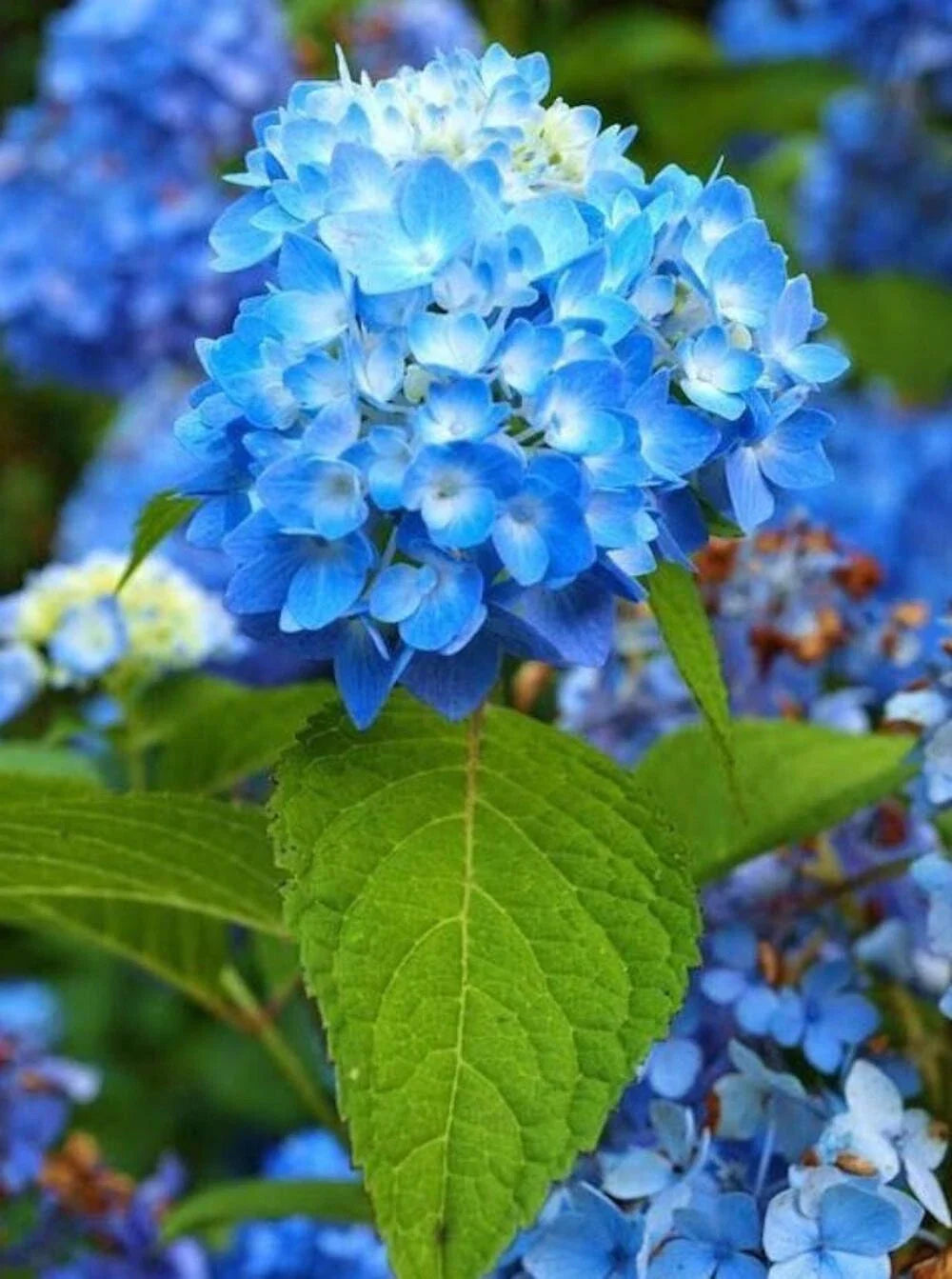 blue for flower seeds
