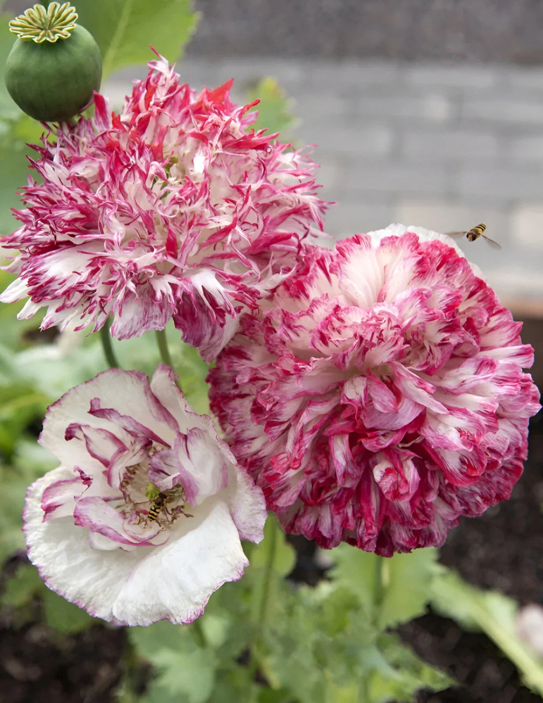 pink white flower seeds