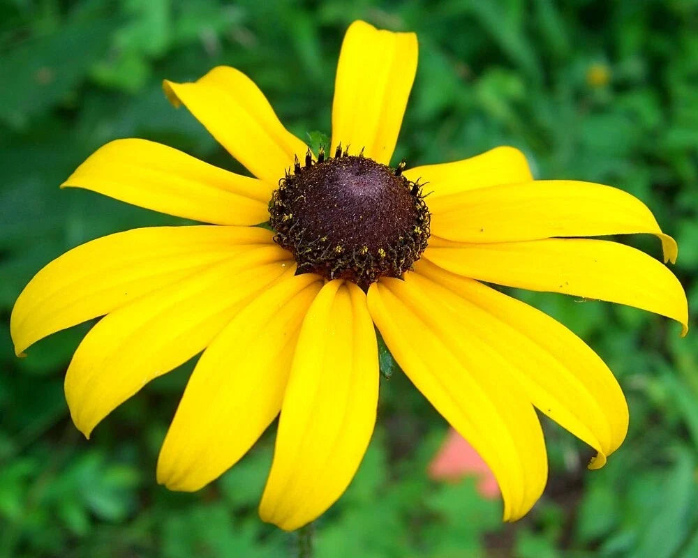 black eyed flower seeds