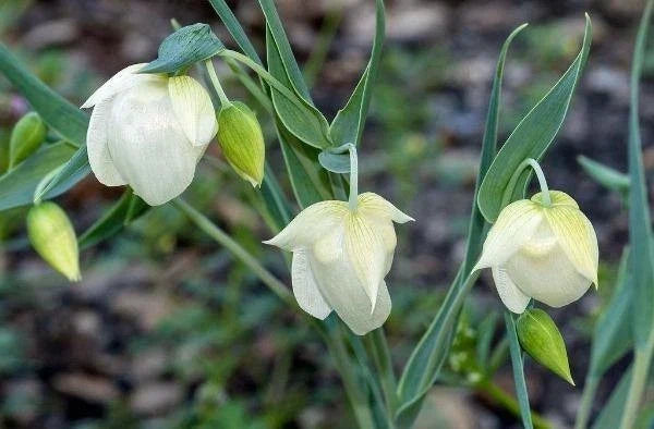 white calochortus flower seeds