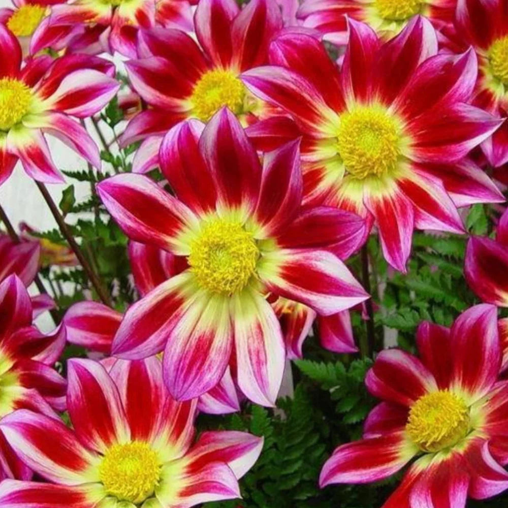 junkyard dog flower seeds