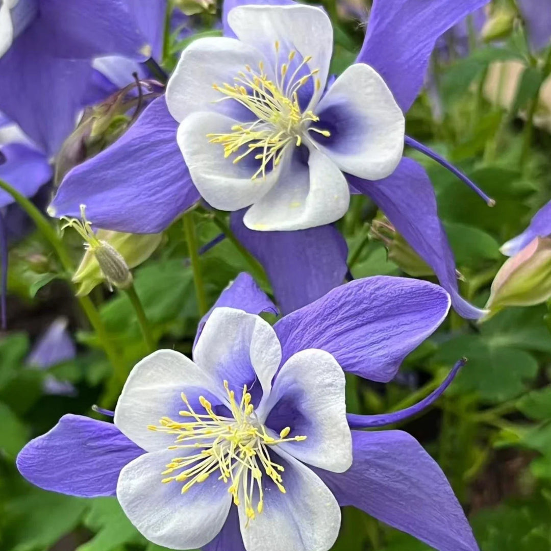 blue white flower seeds