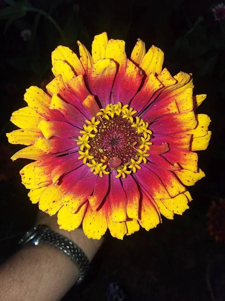 carousel zinnia flower seeds