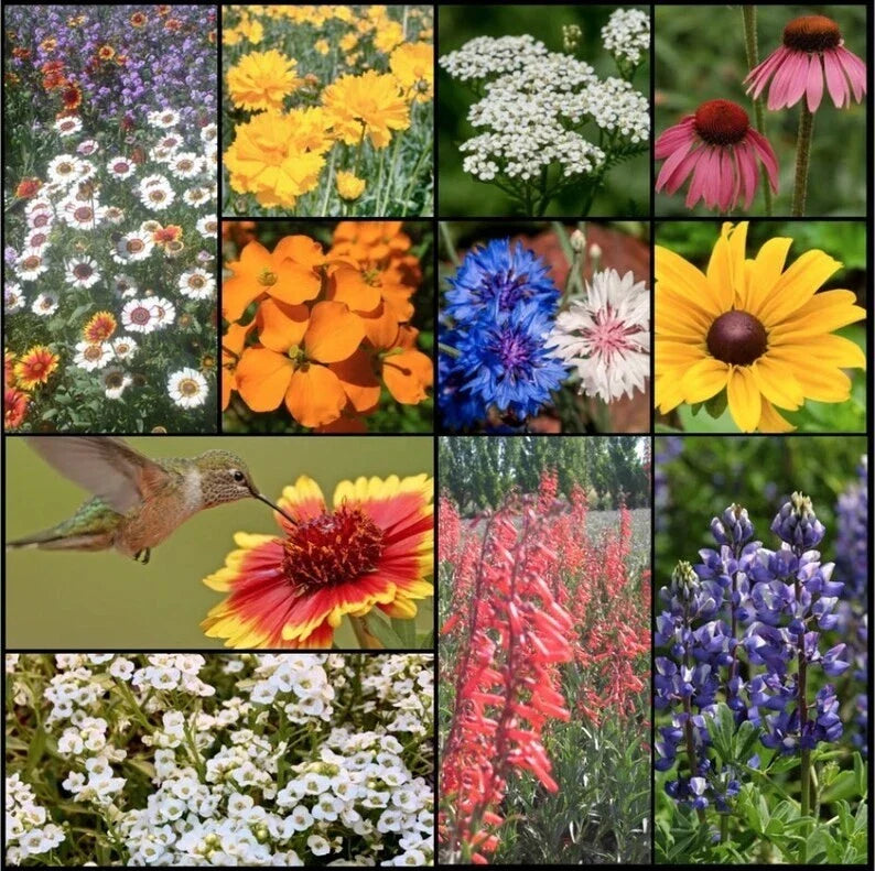 wildflower mix flower seeds