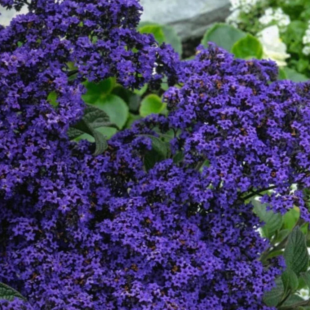 heliotrope dwarf flower seeds
