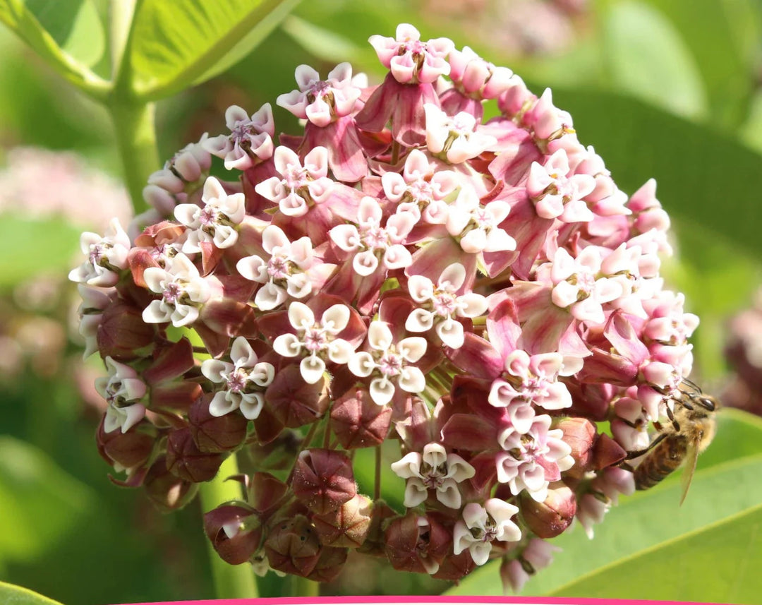 bulk common flower seeds