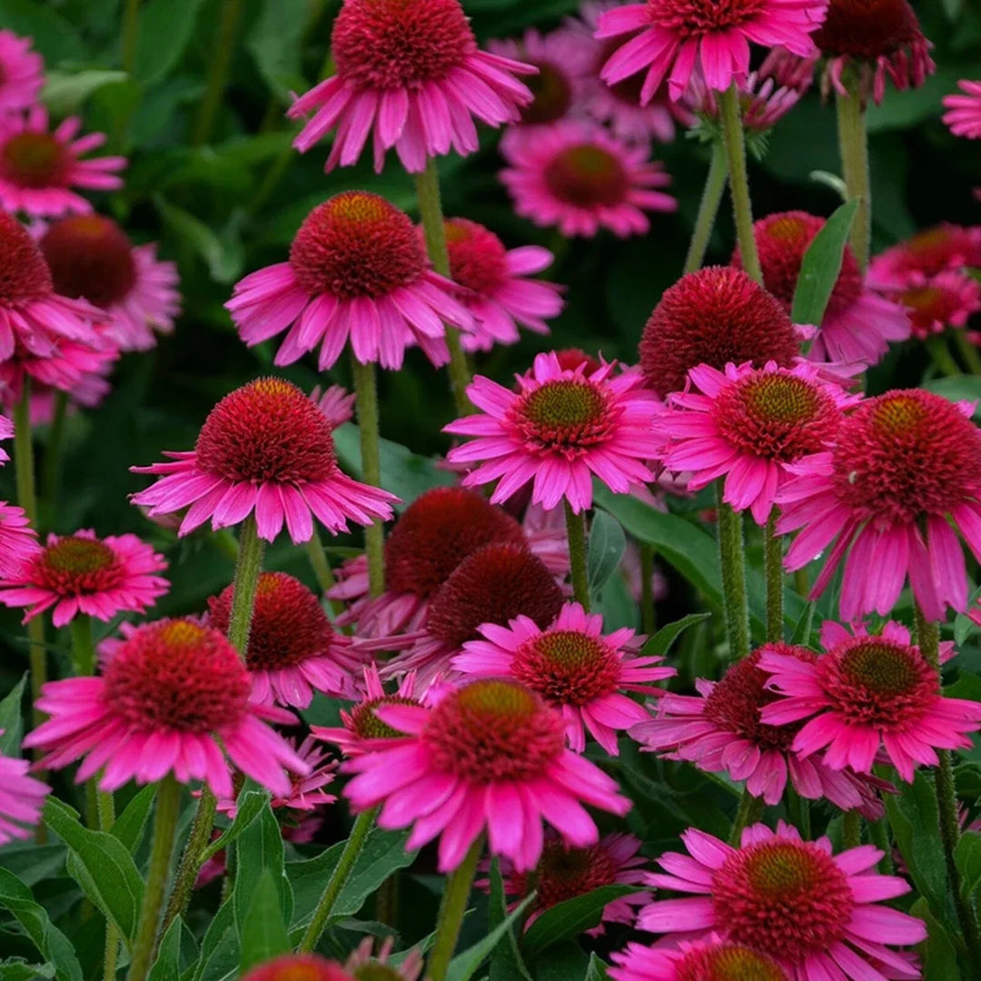 watermelon coneflower flower seeds