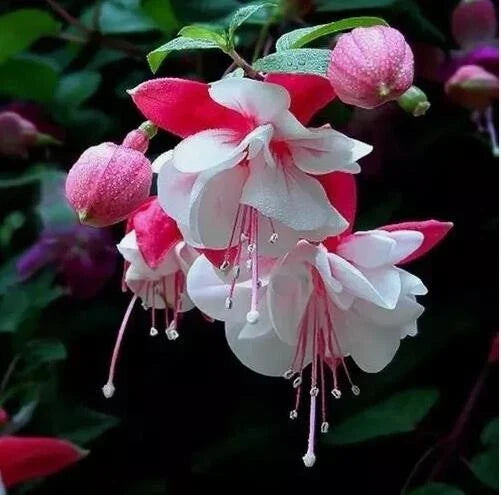 lantern physalis flower seeds