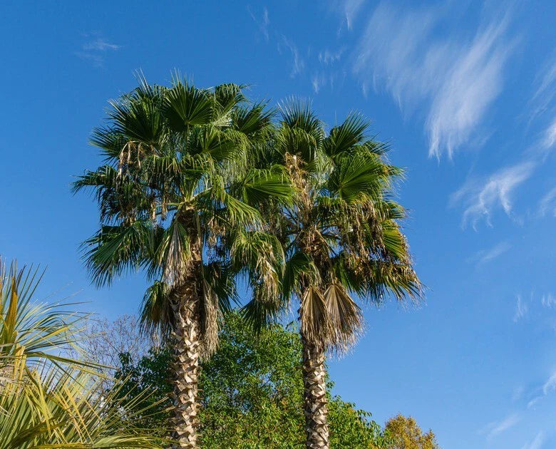california desert flower seeds