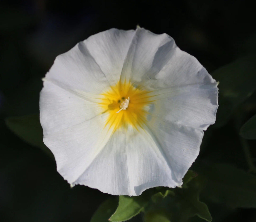 white convolvulus flower seeds