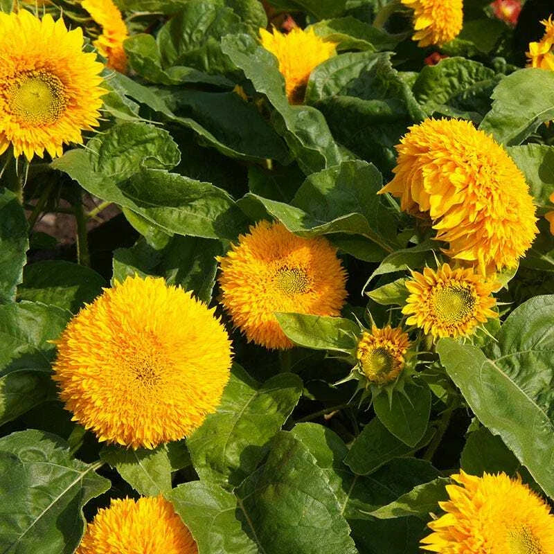 sunflower teddy flower seeds